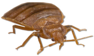 bed bug large
