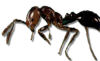 fire ant