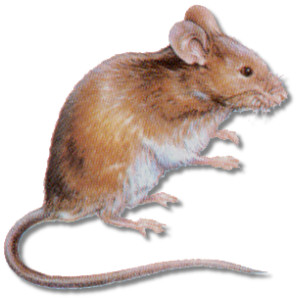 house mouse large