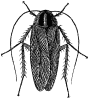 german cockroach small