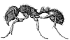 pavement ant small